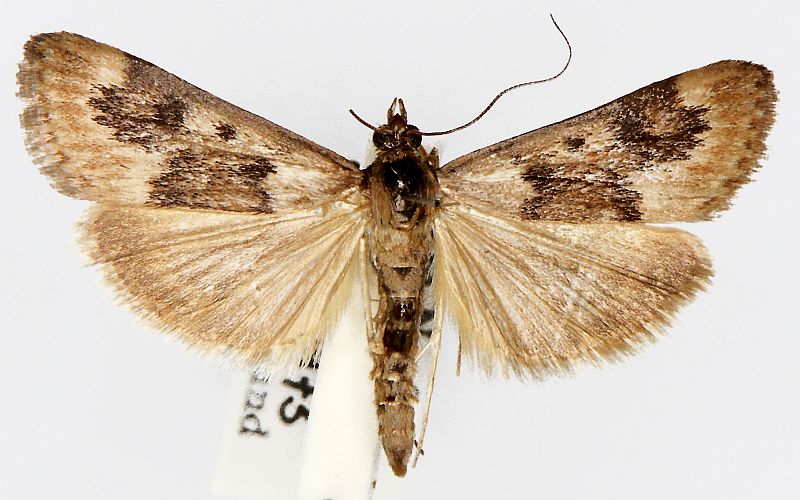 Achyra affinitalis