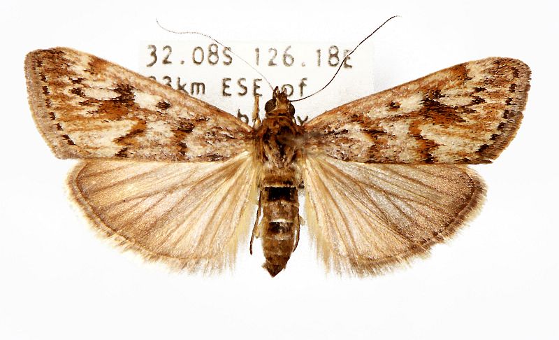 Achyra affinitalis