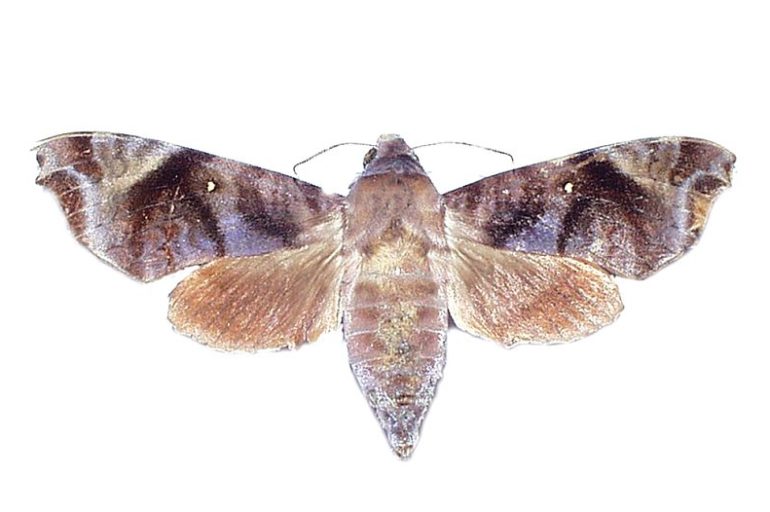 Sphingidae – Australian Moths Online