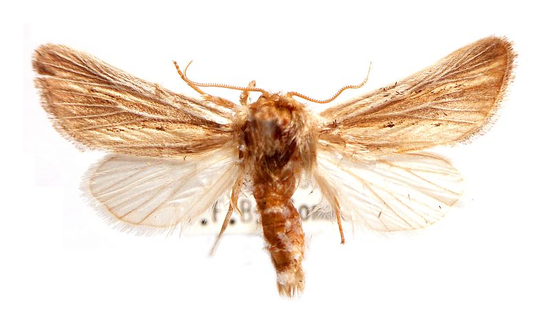 Acrapex albicostata