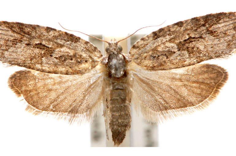 Acropolitis rudisana Australian Moths Online