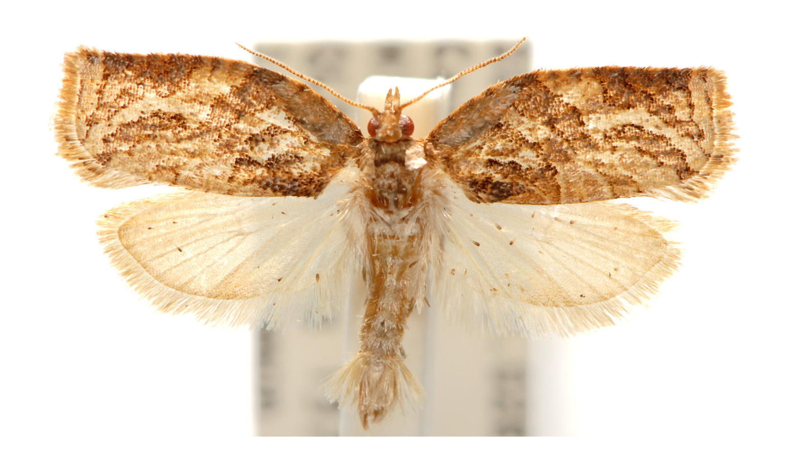 Adoxophyes epipepla (Lower, 1908) Australian Moths Online