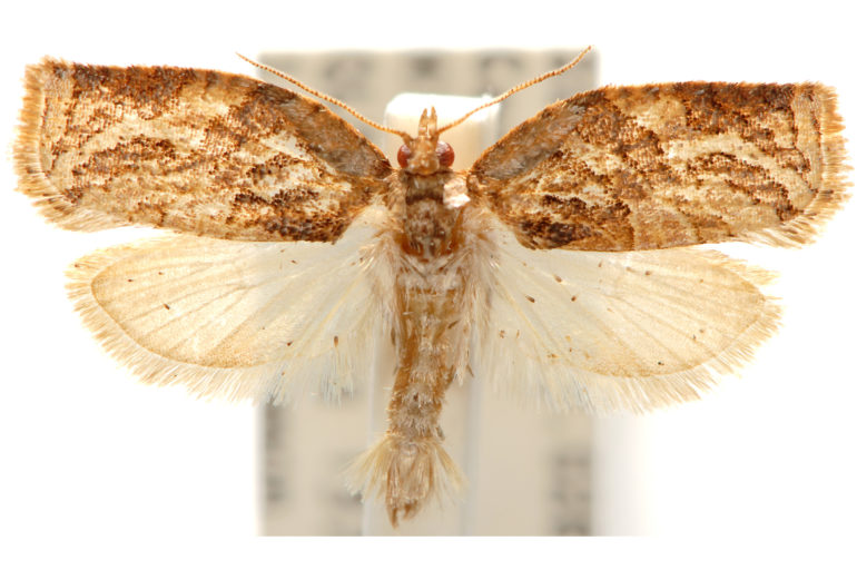 Adoxophyes epipepla – Australian Moths Online