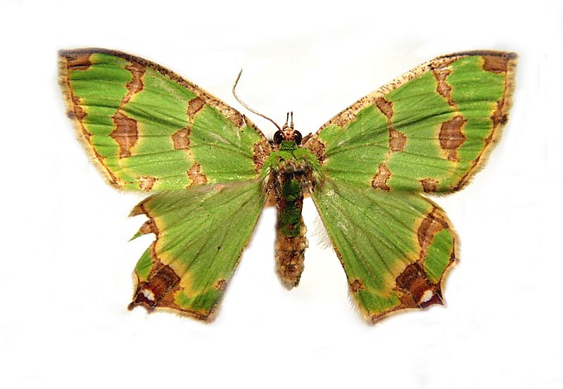 Agathia lycaenaria