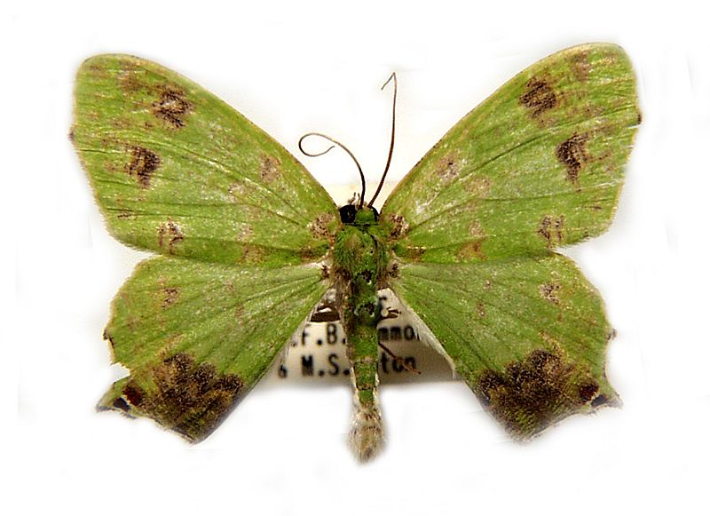 Agathia ochrotypa