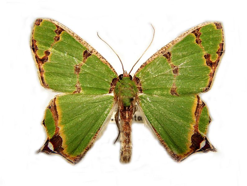 Agathia pisina