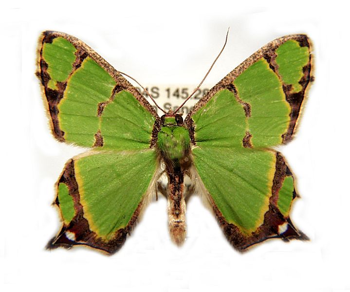 Agathia pisina