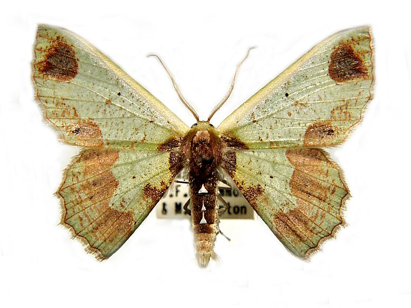 Agathiopsis basipuncta