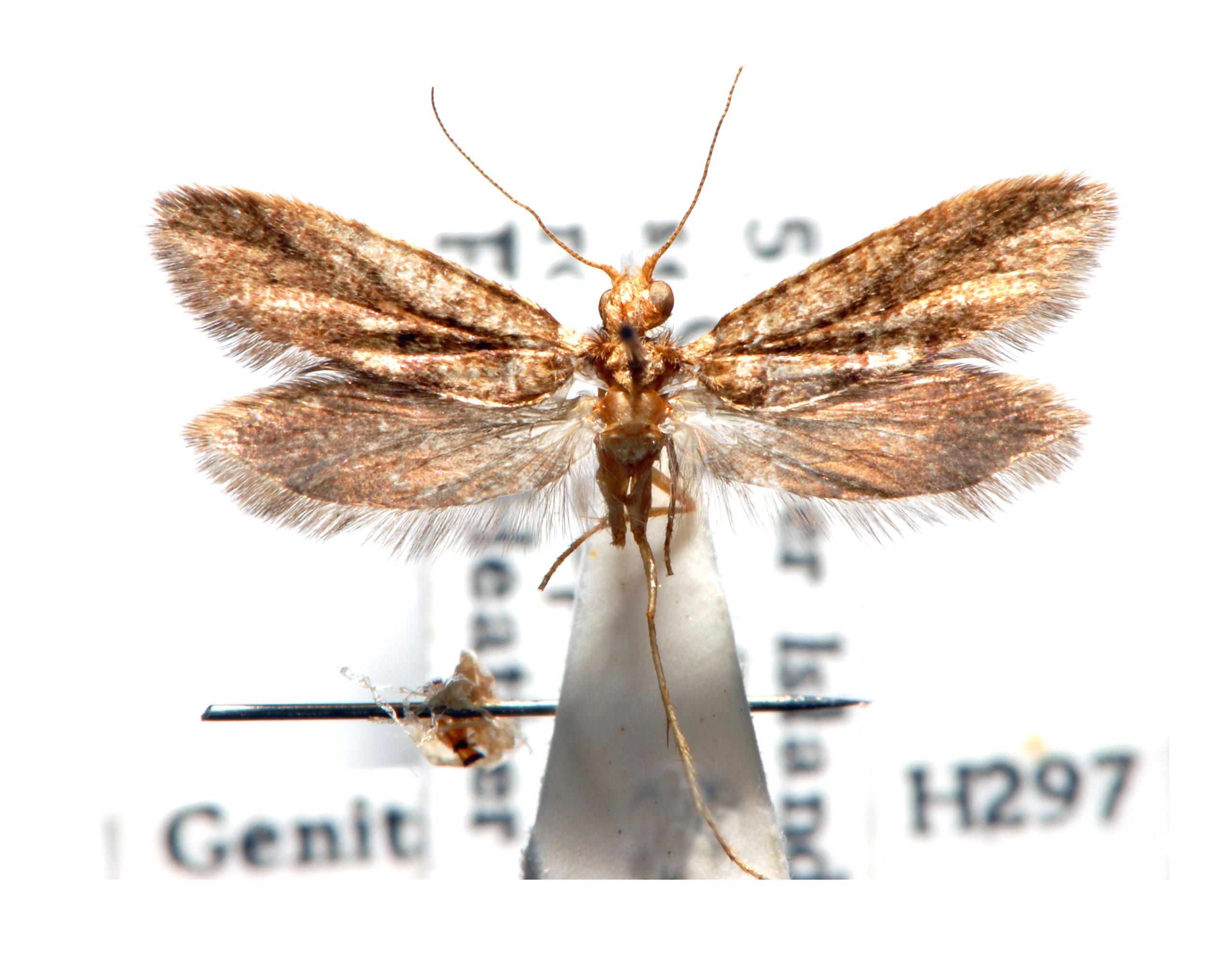 Agathiphaga queenslandensis
