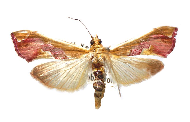 Agathodes ostentalis