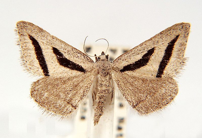 Aglossophanes pachygramma