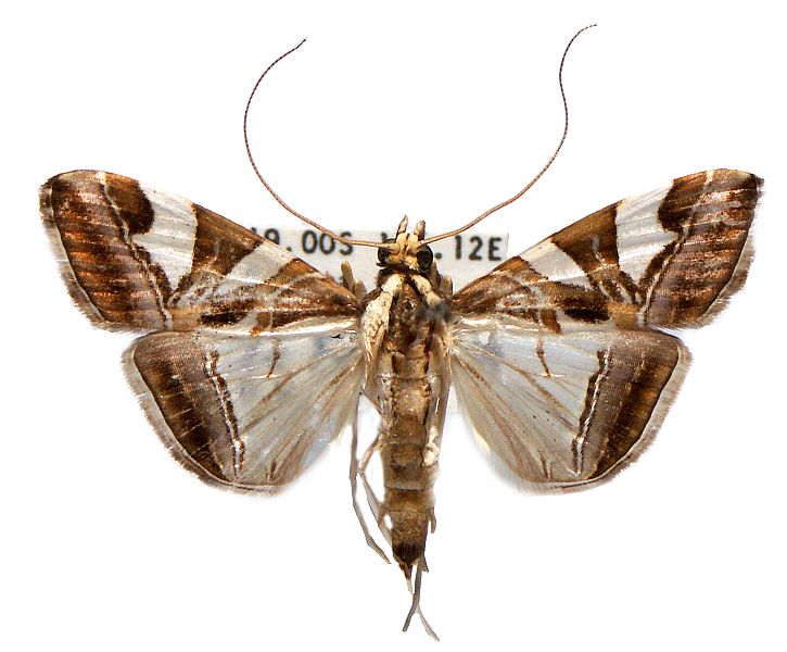 Agrioglypta itysalis