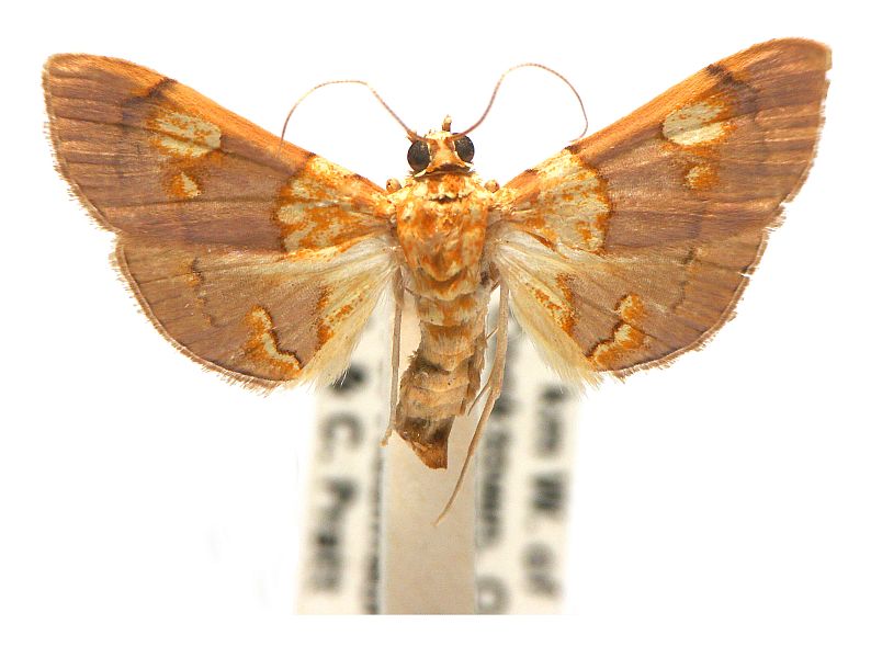 Agrotera glycyphanes