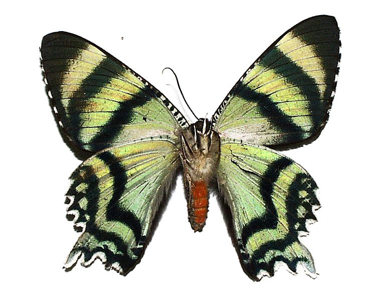 Alcides metaurus