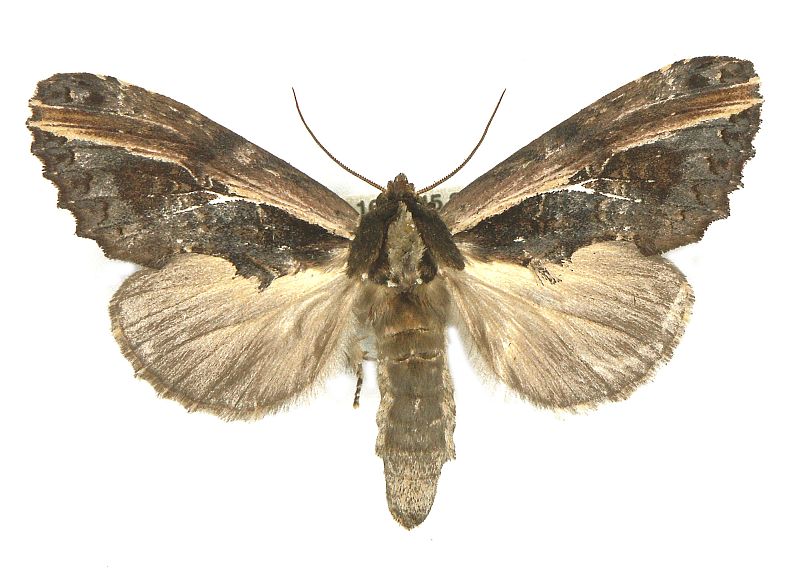 Allata indistincta