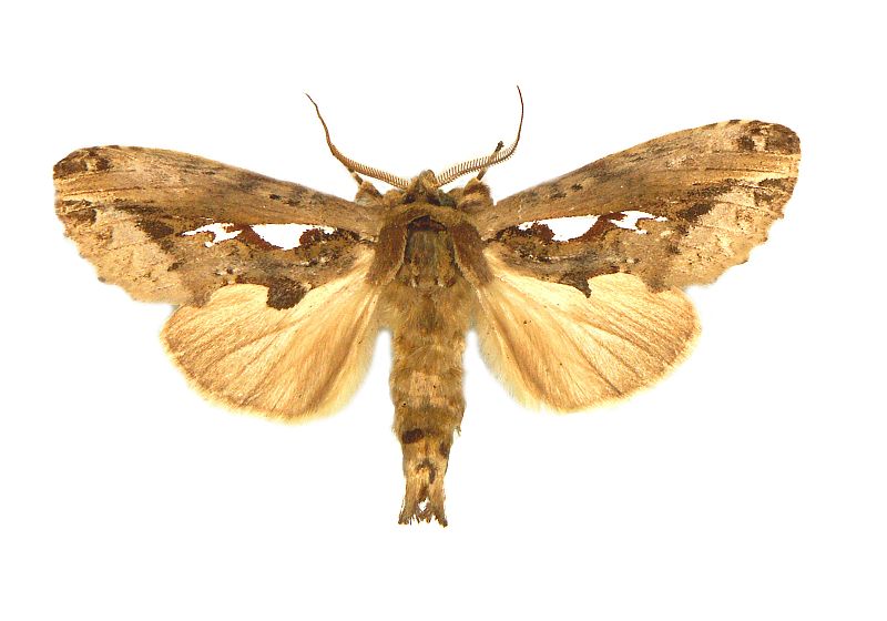 Allata indistincta