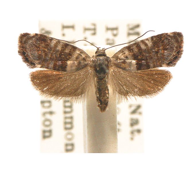 Allotropha percussana