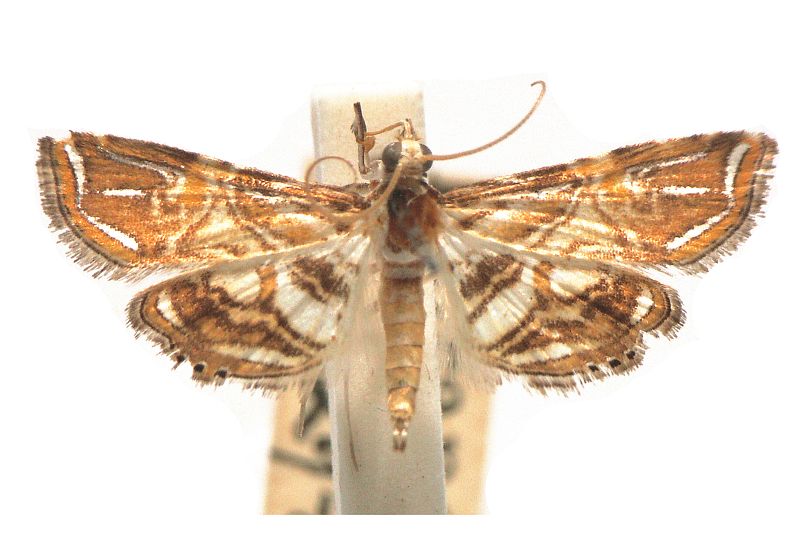 Ambia eromenalis