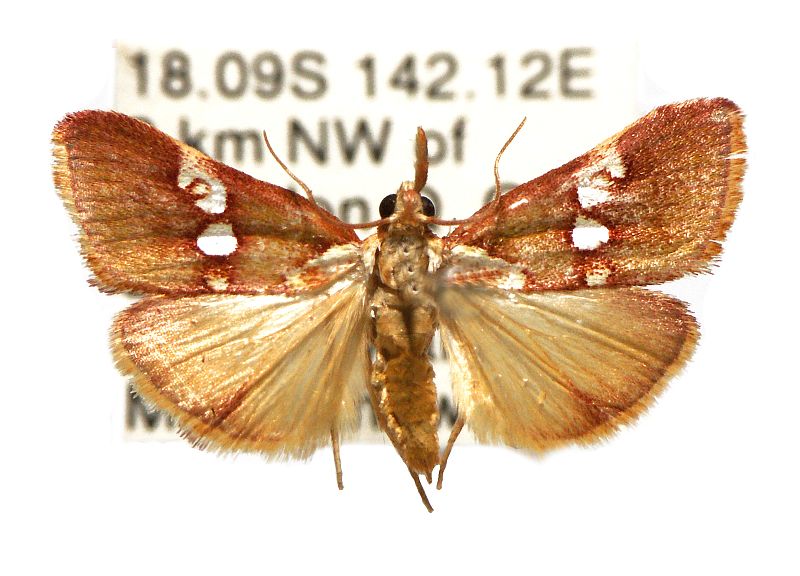 Anassodes mesozonalis