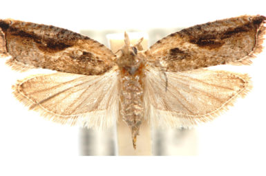 Ancylis</i> nr <i>coronopa</i> (Meyrick, 1911) or <i>mesoscia