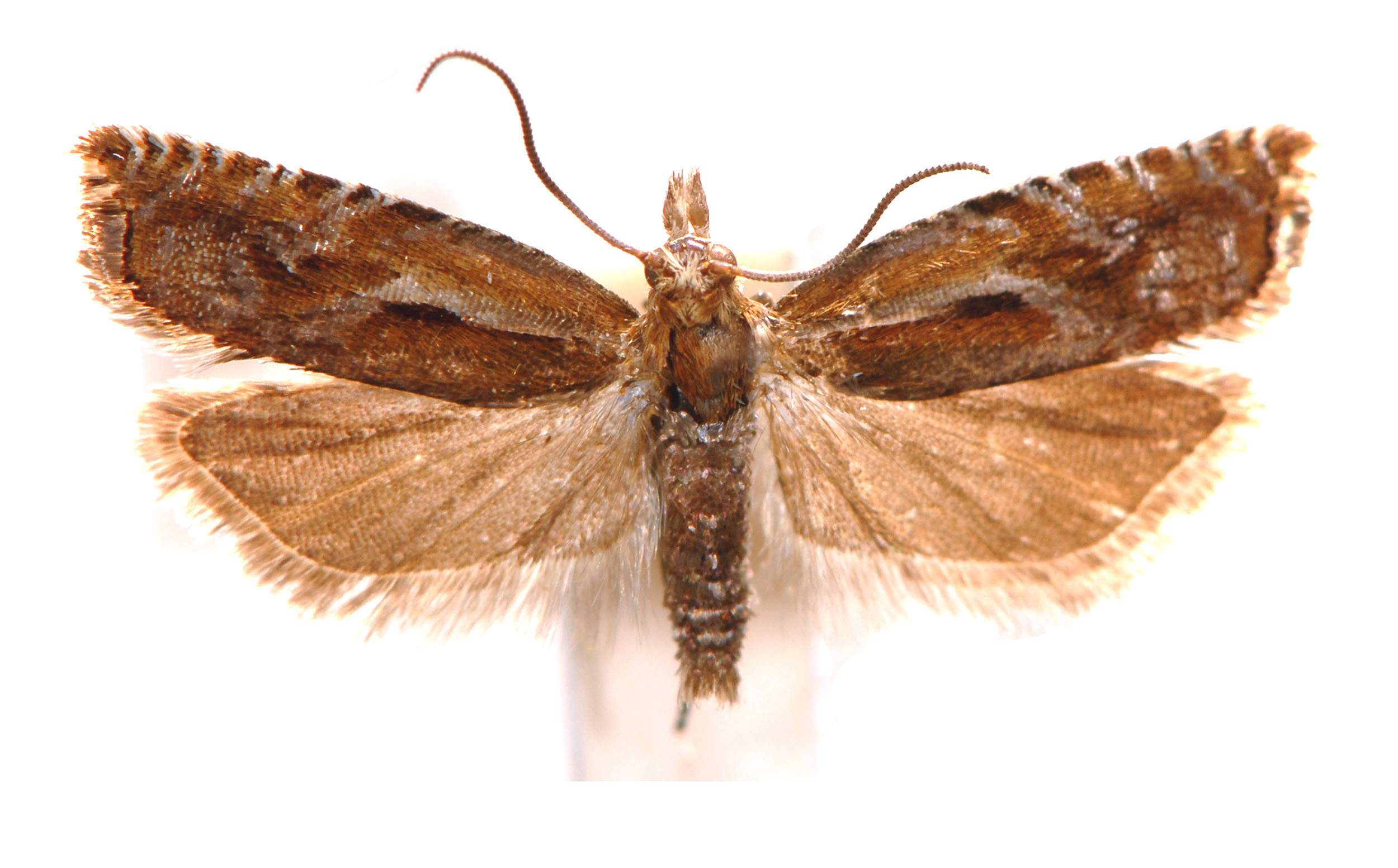 Ancylis stilpna