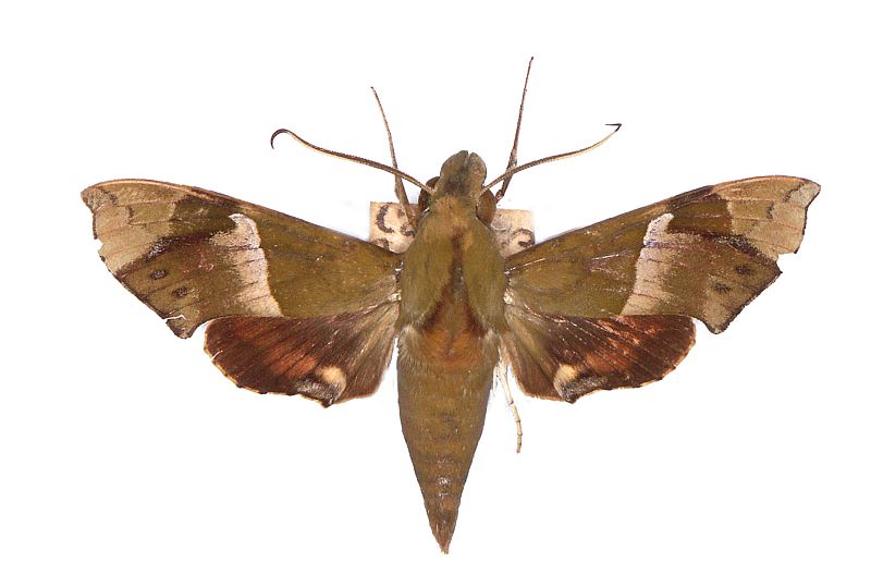 Angonyx papuana