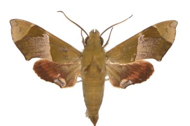 Angonyx papuana