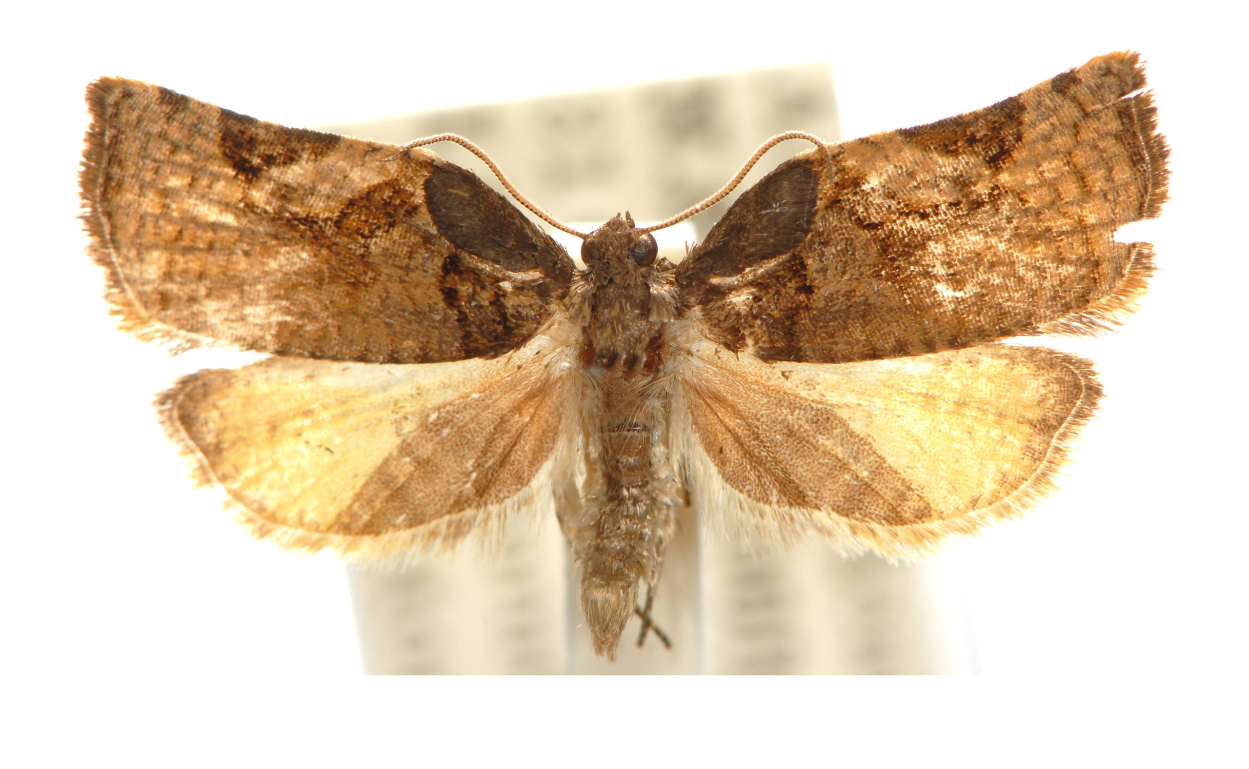 Anisogona hilaomorpha