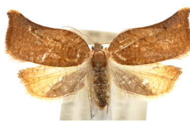 Anisogona hilaomorpha