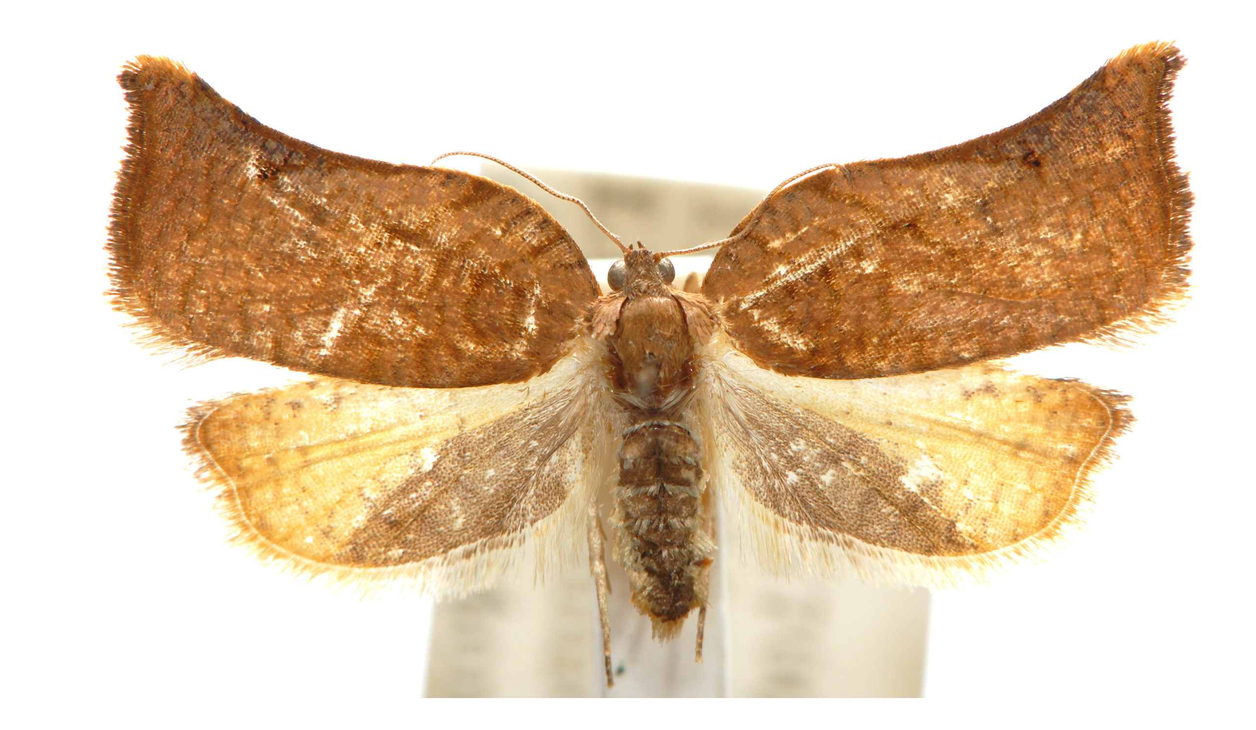 Anisogona hilaomorpha