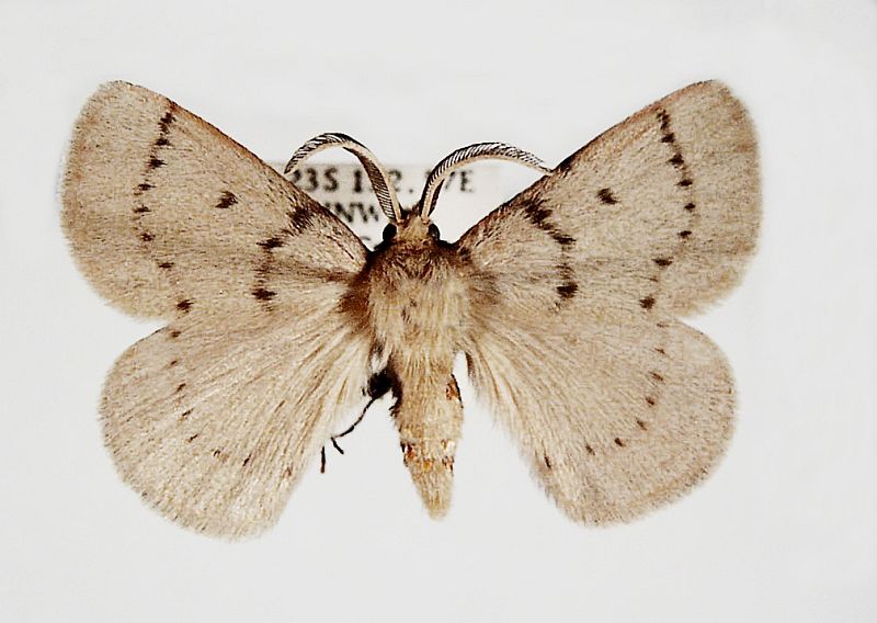 Anthela achromata