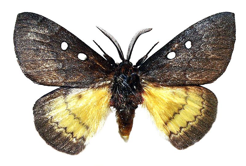 Anthela ariprepes