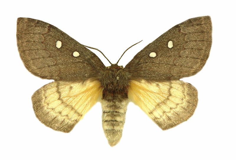 Anthela ariprepes