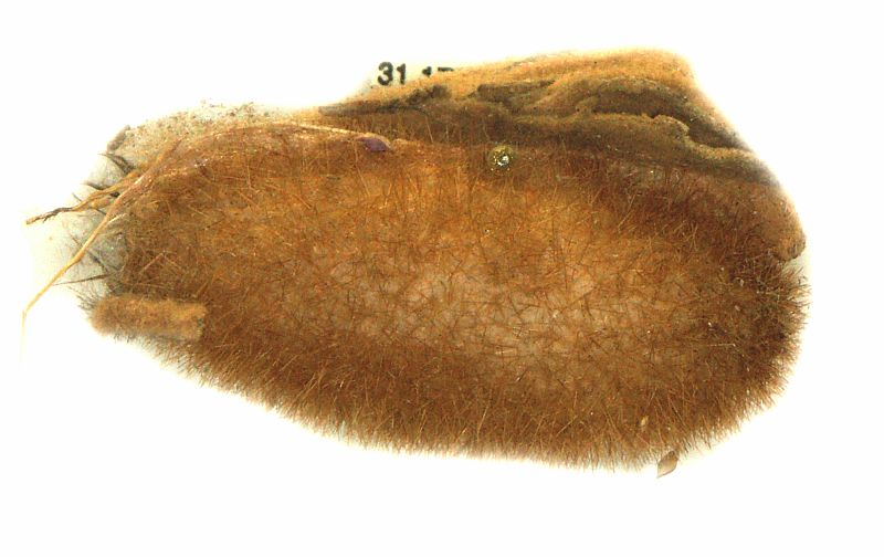 Anthela ariprepes