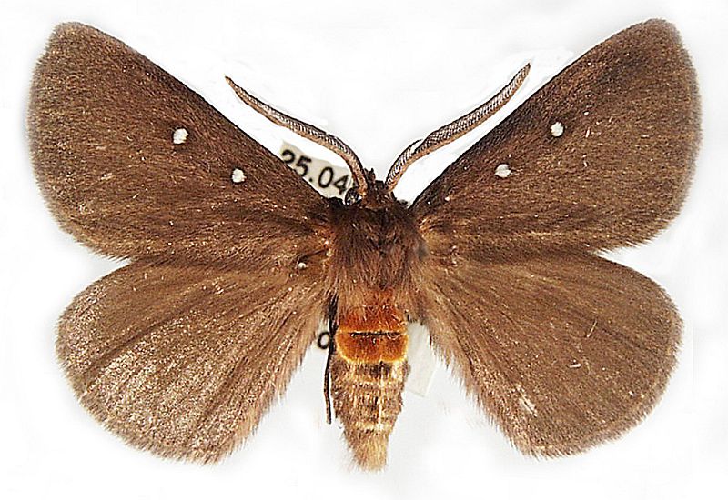 Anthela asterias