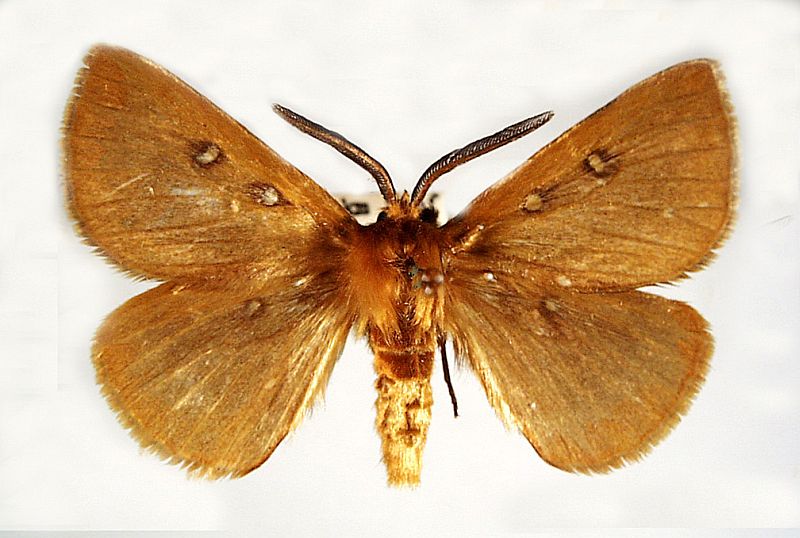 Anthela asterias