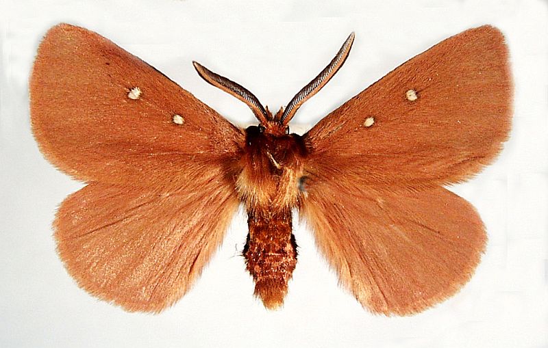 Anthela asterias