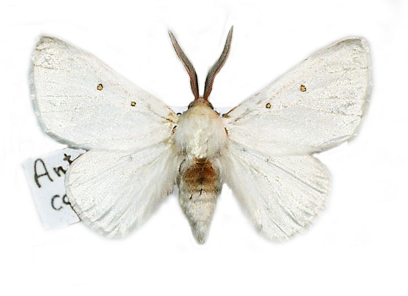 Anthela callileuca