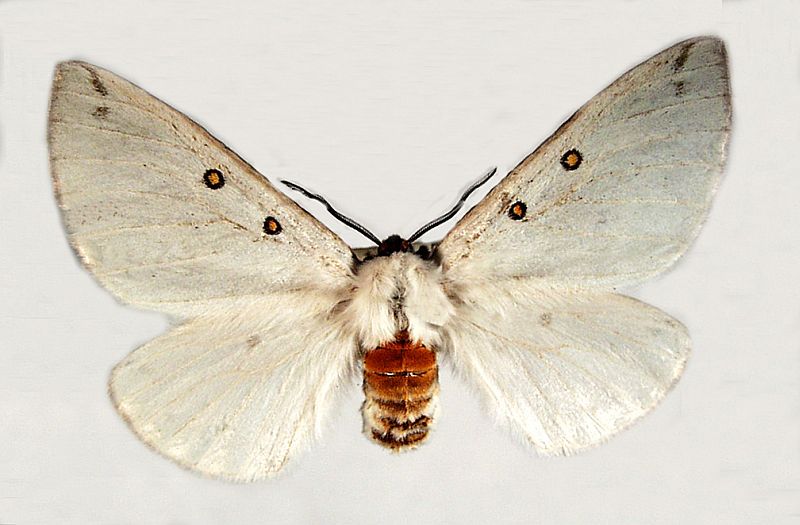 Anthela callileuca