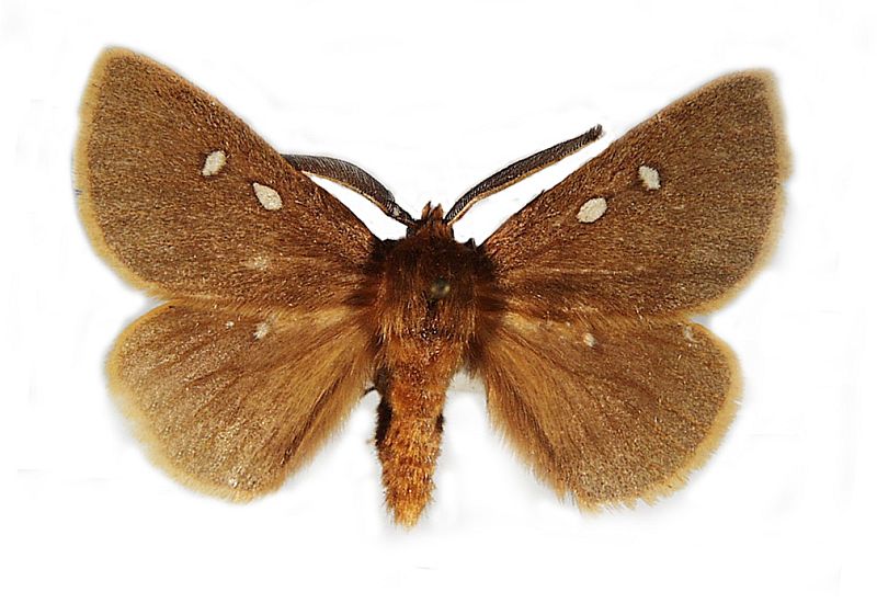 Anthela callispila