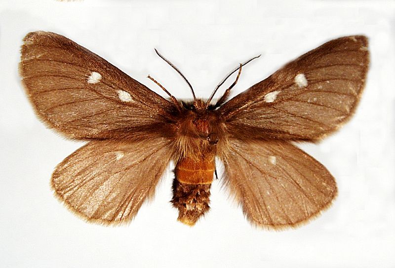 Anthela callispila