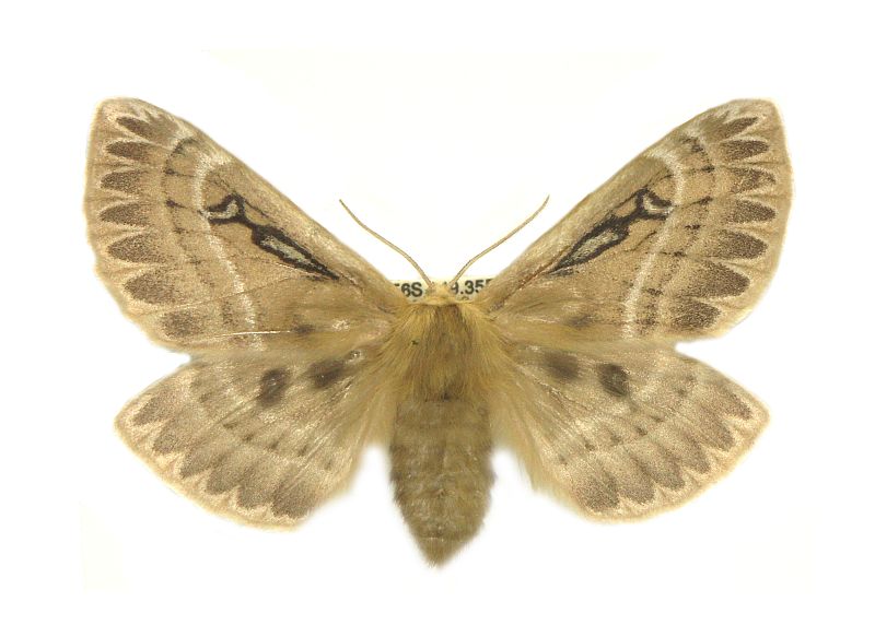 Anthela cnecias