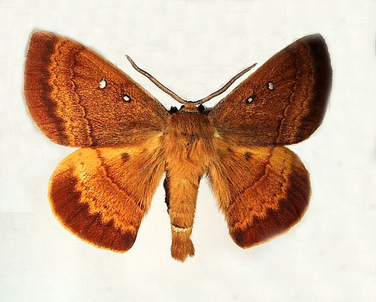 Anthela connexa