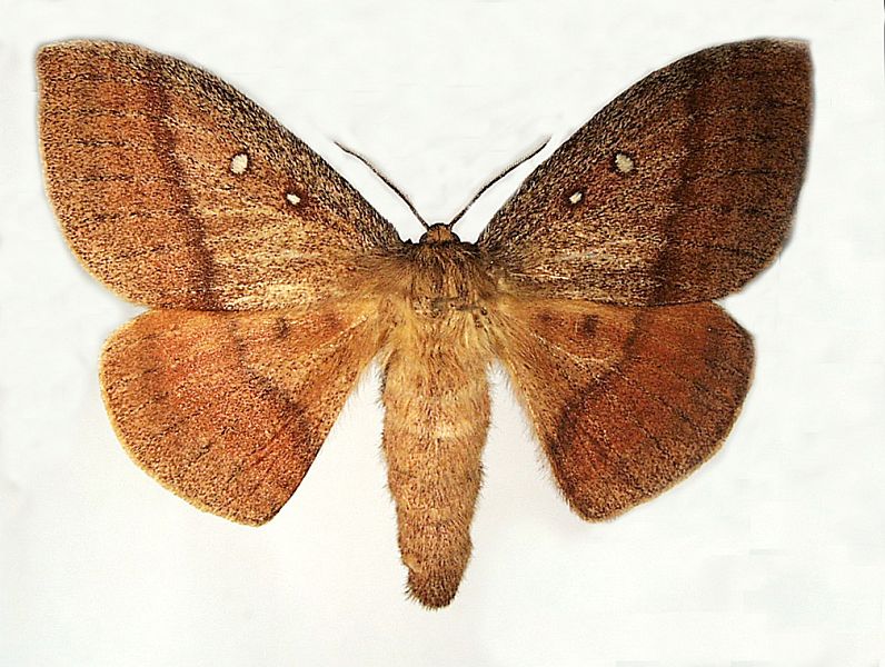 Anthela connexa