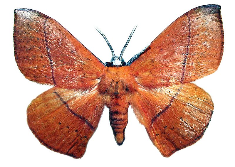 Anthela excellens