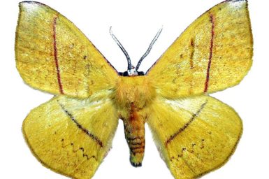 Anthela excellens