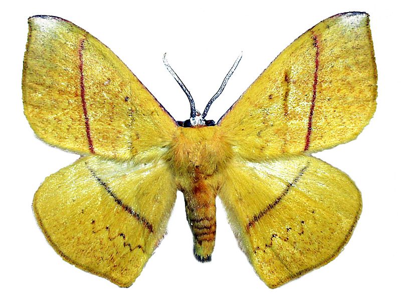 Anthela excellens