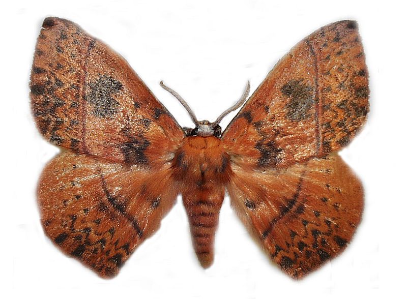 Anthela excellens