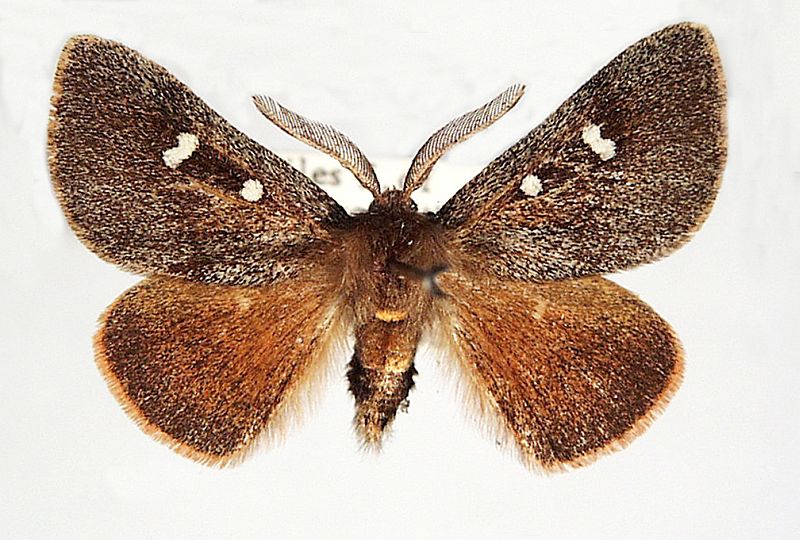 Anthela exoleta