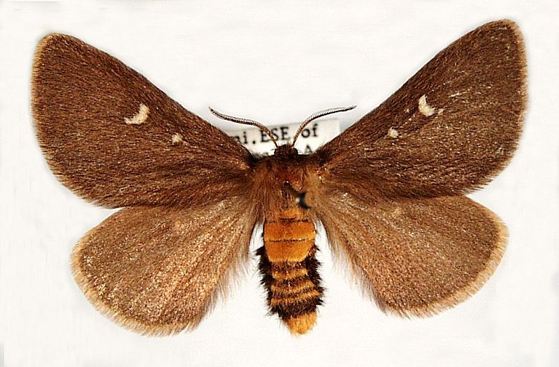 Anthela exoleta